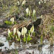 由奈（ゆな） 土曜日のお礼 池袋角海老