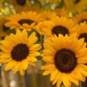 ヒメ日記 2025/08/24 17:23 投稿 蓮（れん） 池袋角海老