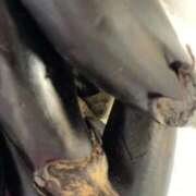 ヒメ日記 2025/10/29 16:53 投稿 蓮（れん） 池袋角海老