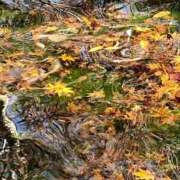 ヒメ日記 2025/12/07 18:43 投稿 蓮（れん） 池袋角海老