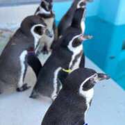 蓮（れん） 🪷 池袋角海老