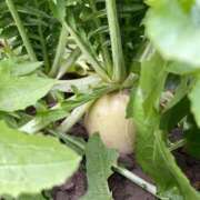 ヒメ日記 2026/01/13 21:43 投稿 蓮（れん） 池袋角海老