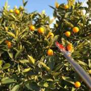 ヒメ日記 2026/01/22 19:53 投稿 蓮（れん） 池袋角海老