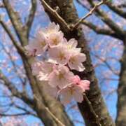 ヒメ日記 2026/03/24 00:03 投稿 蓮（れん） 池袋角海老