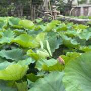 ヒメ日記 2026/07/02 10:43 投稿 蓮（れん） 池袋角海老