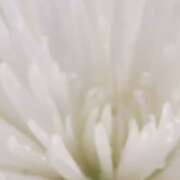 ヒメ日記 2025/04/29 15:14 投稿 のりか 人妻美人館