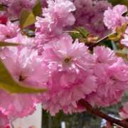 ヒメ日記 2025/04/11 13:17 投稿 みちる 熟女の風俗最終章 池袋店