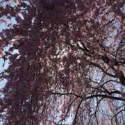 ヒメ日記 2025/04/25 13:24 投稿 みちる 熟女の風俗最終章 池袋店