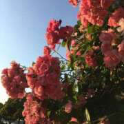 ヒメ日記 2025/05/28 15:13 投稿 みちる 熟女の風俗最終章 池袋店