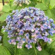 ヒメ日記 2025/06/24 13:55 投稿 みちる 熟女の風俗最終章 池袋店