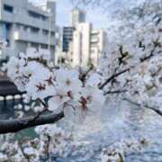 ヒメ日記 2025/04/11 14:57 投稿 かずき ベイキュート