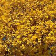 ヒメ日記 2025/11/23 00:16 投稿 さやか エディーズ