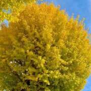 ヒメ日記 2025/11/23 17:06 投稿 さやか エディーズ