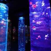 ヒメ日記 2025/06/20 15:00 投稿 あきほ CECIL