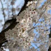 ヒメ日記 2025/03/24 11:19 投稿 ひより 完熟ばなな神戸・三宮店