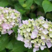 ヒメ日記 2025/06/19 09:23 投稿 ひより 完熟ばなな神戸・三宮店