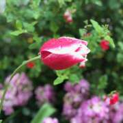 ひより いいお天気〜 完熟ばなな神戸・三宮店