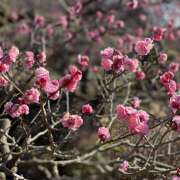 ヒメ日記 2026/02/19 10:05 投稿 ひより 完熟ばなな神戸・三宮店