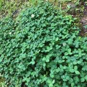 ヒメ日記 2026/03/13 11:05 投稿 ひより 完熟ばなな神戸・三宮店