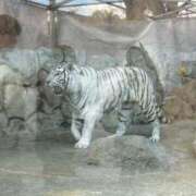 ヒメ日記 2025/02/20 21:57 投稿 椿こずえ ローテンブルク