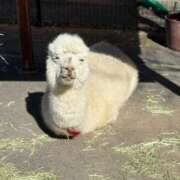 ヒメ日記 2025/02/23 21:21 投稿 椿こずえ ローテンブルク