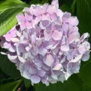 ヒメ日記 2025/07/04 23:55 投稿 椿こずえ ローテンブルク