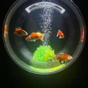 ヒメ日記 2025/07/15 22:33 投稿 椿こずえ ローテンブルク