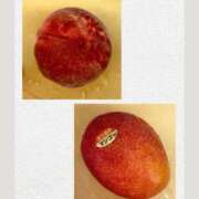 ヒメ日記 2025/07/18 08:42 投稿 椿こずえ ローテンブルク