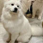 ヒメ日記 2025/08/07 22:29 投稿 椿こずえ ローテンブルク