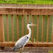 ヒメ日記 2026/03/05 08:35 投稿 椿こずえ ローテンブルク