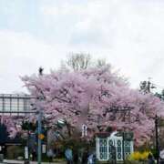 ヒメ日記 2026/04/21 23:32 投稿 椿こずえ ローテンブルク