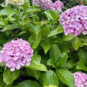 ヒメ日記 2026/06/25 08:16 投稿 椿こずえ ローテンブルク