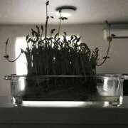 ヒメ日記 2025/07/31 21:50 投稿 あすか 梅田人妻秘密倶楽部