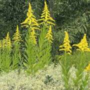 ヒメ日記 2025/10/29 08:35 投稿 あすか 梅田人妻秘密倶楽部