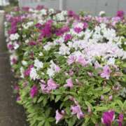 ヒメ日記 2025/04/23 15:30 投稿 まみ 梅田人妻秘密倶楽部