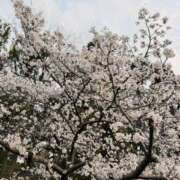 ヒメ日記 2026/03/29 18:15 投稿 まみ 梅田人妻秘密倶楽部