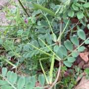 ヒメ日記 2026/04/07 12:50 投稿 ねね 浜松人妻援護会