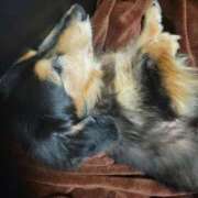 ヒメ日記 2025/03/27 17:54 投稿 カスミ AMOUR（アムール）