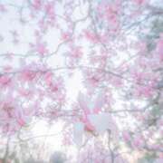 ヒメ日記 2025/05/01 19:59 投稿 菜緒子 [ナオコ] ゆるふわ彼女