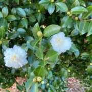 ヒメ日記 2025/12/04 16:53 投稿 菜緒子 [ナオコ] ゆるふわ彼女