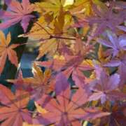 ヒメ日記 2025/12/13 06:03 投稿 菜緒子 [ナオコ] ゆるふわ彼女