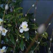 ヒメ日記 2025/12/26 14:33 投稿 菜緒子 [ナオコ] ゆるふわ彼女