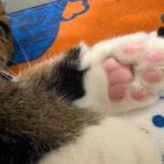 ヒメ日記 2024/12/22 21:13 投稿 あすか♪ プリティーガール