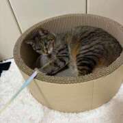 ヒメ日記 2025/02/24 12:45 投稿 あすか♪ プリティーガール