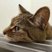 ヒメ日記 2025/03/12 08:22 投稿 あすか♪ プリティーガール