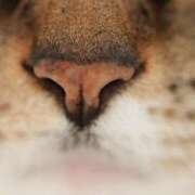 ヒメ日記 2025/04/12 15:35 投稿 あすか♪ プリティーガール