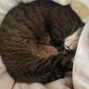 ヒメ日記 2026/02/10 15:55 投稿 あすか♪ プリティーガール