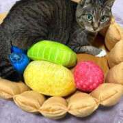 ヒメ日記 2026/04/04 08:07 投稿 あすか♪ プリティーガール