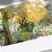 ヒメ日記 2025/11/26 12:07 投稿 由衣(ゆい) 人妻出逢い会 百合の園 山の手本店