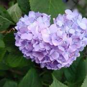 ヒメ日記 2026/06/20 08:10 投稿 みらい ピンクハウス（横浜）